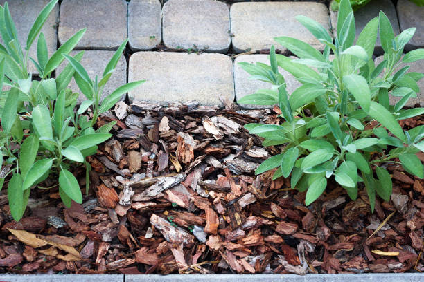 pinheiro casca mulch em torno de dois arbustos salvia foco seletivo - humus soil - fotografias e filmes do acervo