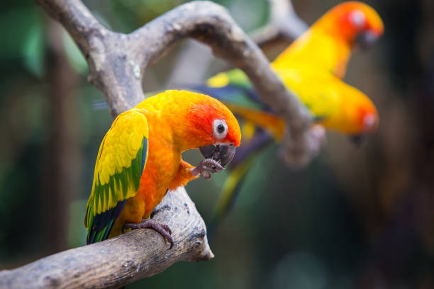 istock Sun conure parrot on the tree branch eats food 1275841320