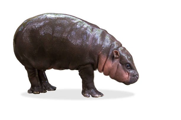 istock Dwarf species of hippopotamus on white background 1275841462