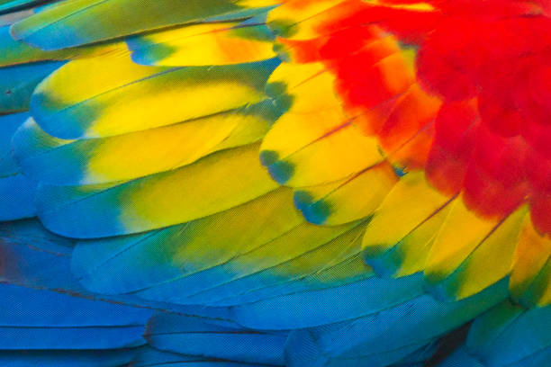 สีต่างๆของขนปีกนกแก้วมาคอว์ - scarlet macaw ภาพสต็อก ภาพถ่ายและรูปภาพปลอดค่าลิขสิทธิ์