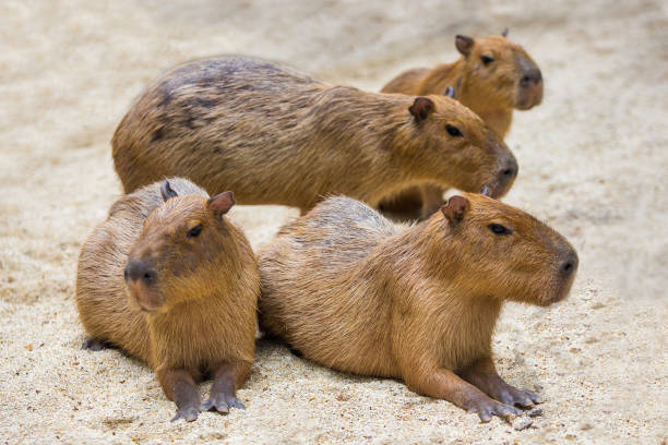 istock Two capybara mice displayed in the zoo. 1275841566