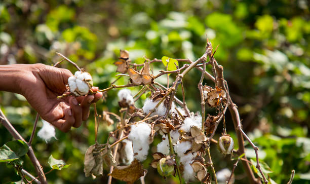 istock Close-up of a mans hand picking cotton from a field 1275843383