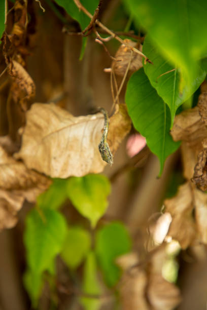 istock dead dry green Asian vine snake 1275843405