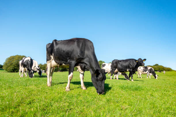 istock Black and white cow herd on green field 1275843412