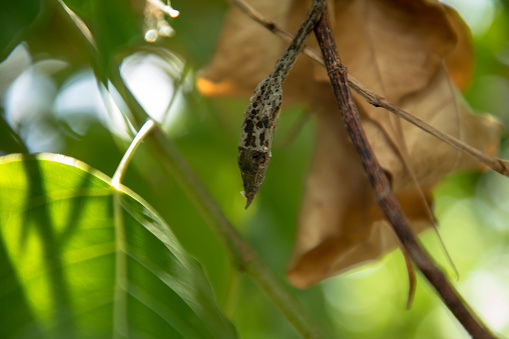 dead dry green Asian vine snake
