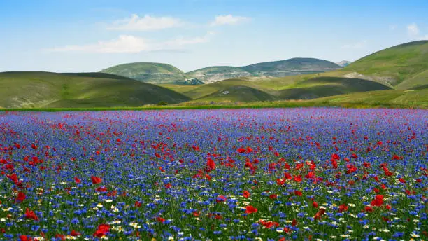 A mix of poppies, cornflowers and lentil plats in the Apennines, Parco nazionale dei Monti Sibillini Umbria