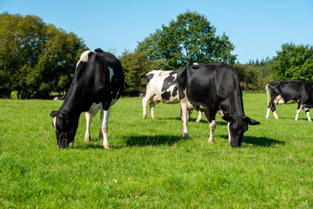 istock Black and white cow herd on green field 1275844254