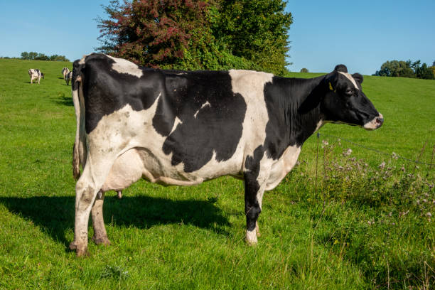 istock Black and white cow in the pasture 1275844359