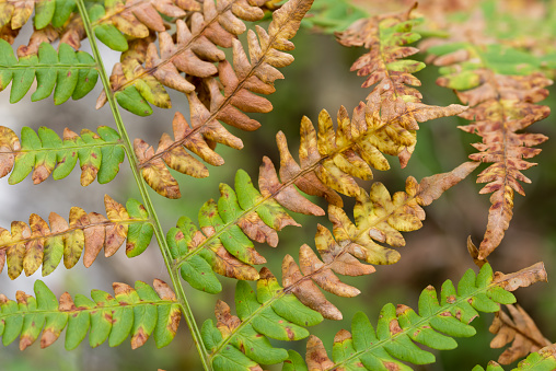 green, brown and orange autumn eagle fern leaves closeup selective focus