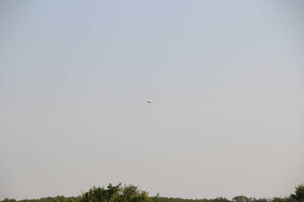 istock Crane flies in the sky above a trees 1275845524