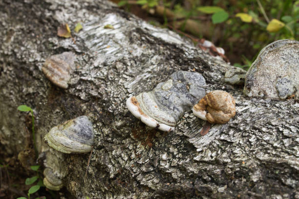 istock Fomes fomentarius , tinder fungus on tree trunk closeup 1275845602