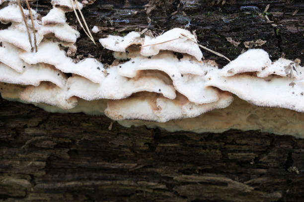 istock white  fungal plant pathogen on fallen hardwood tree 1275846160