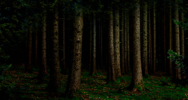 istock Dark fir forest at night 1275846984