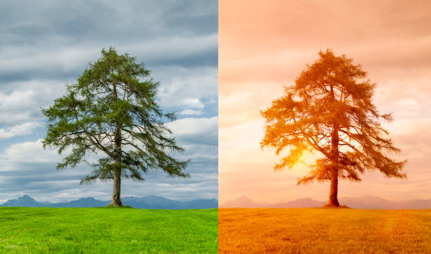 istock Seasons change from summer to autumn 1275847153
