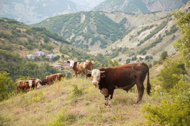 An Ox Controls The Herd Pülümür, Turkey - July 3, 2020

A Cow Herd On Mountains. Altitude about 1700m. In this mountains, People make money grow the animals and farm. tunceli stock pictures, royalty-free photos & images