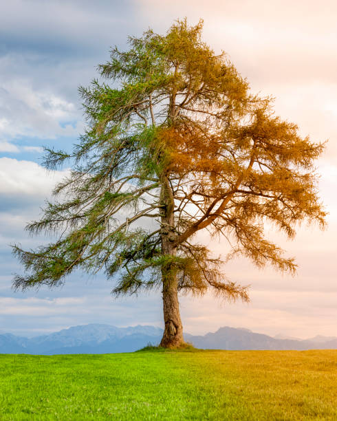 istock Seasons change from summer to autumn 1275847241