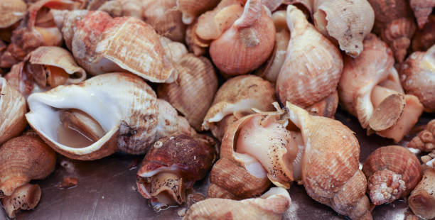 istock Fresh sea snails bulot or common whelks 1275847559