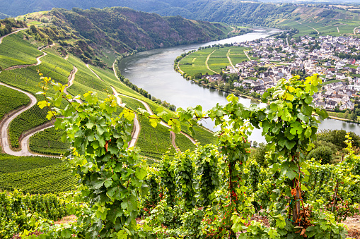 Panoramic view of Moselle loop with grapevines