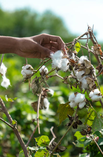 istock a man hand picking cotton from a field 1275848656
