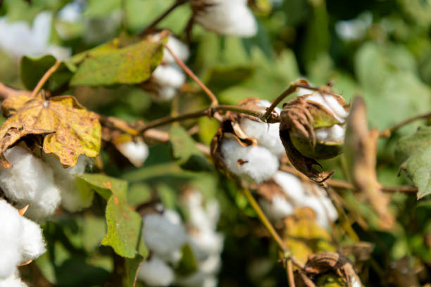 istock cotton plant closeup bud with green leafs 1275848662