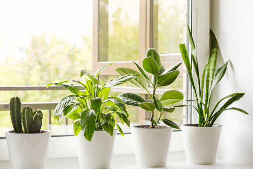 Home flowers and plants in white pots on the windowsill: Sansevieria, Ficus elastica, Spathiphyllum, cactus. Home plants care concept. Interior of a modern scandinavian style apartment