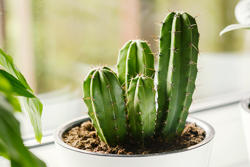 Cactus in white pot on the windowsill. Houseplants care concept. Interior of a modern scandinavian style apartment