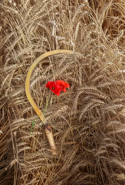 vertical natural background tool sickle lies on the field with Golden ears of ripe bread and red poppy flowers