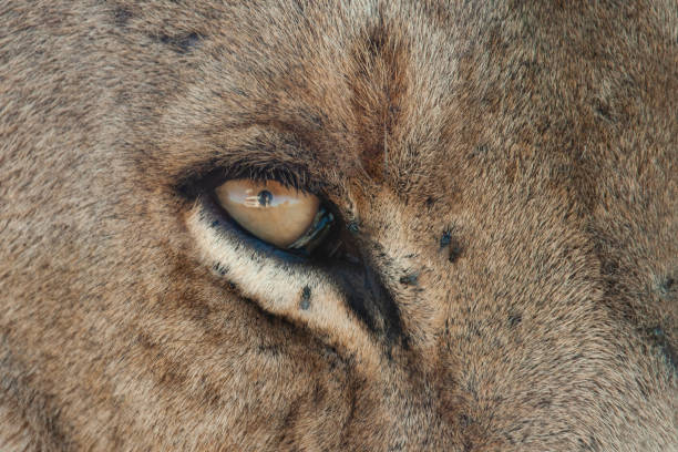 istock Lion watching VW Autovilla 1275849860