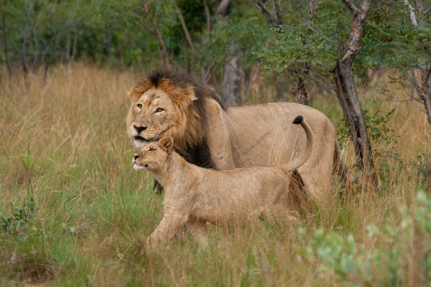 istock Lion Male and Cub 1275850471