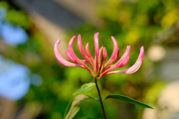 close-up of lonicera periclymenum flower - 13571 imagens e fotografias de stock