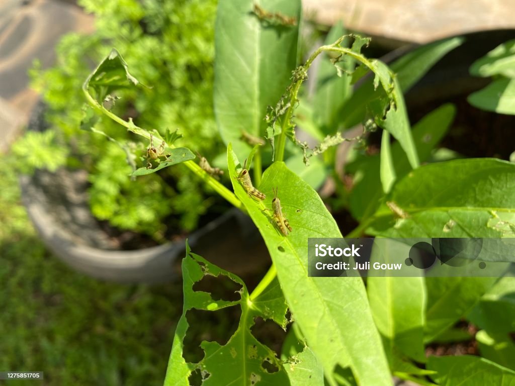 Grasshoppers perforated leaves because it is eaten by grasshoppers Agriculture Stock Photo