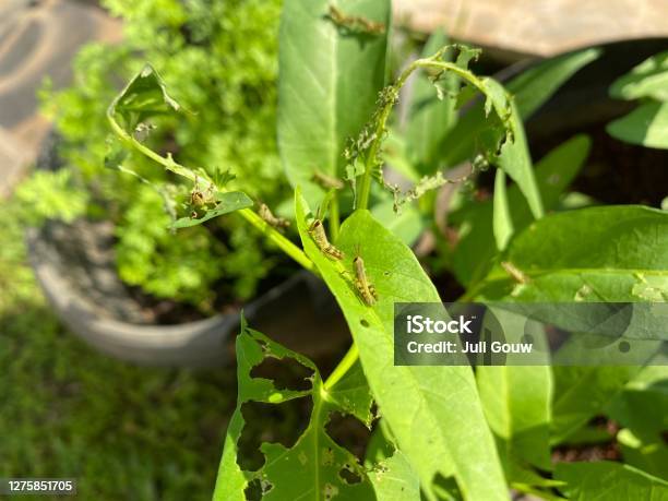 Grasshoppers Stock Photo - Download Image Now - Agriculture, Animal, Animal Antenna