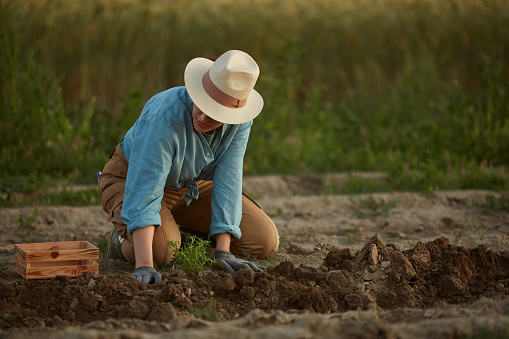 Full length portrait of female farmer planting vegetables in field or at plantation, copy space