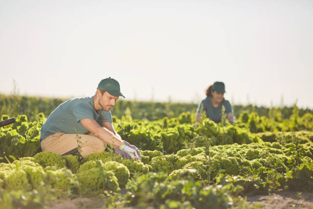 istock People Working at Vegetable Plantation 1275852403