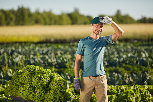 Portrait of male worker holding loaded cart and looking at camera while standing at vegetable plantation outdoors in sunlight, copy space