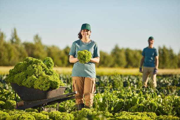 野菜プランテーションで笑顔の女性 - farm worker ストックフォトと画像