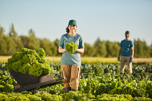 Wide angle portrait of smiling young woman smiling at camera while gathering harvest at vegetable plantation outdoors, copy space