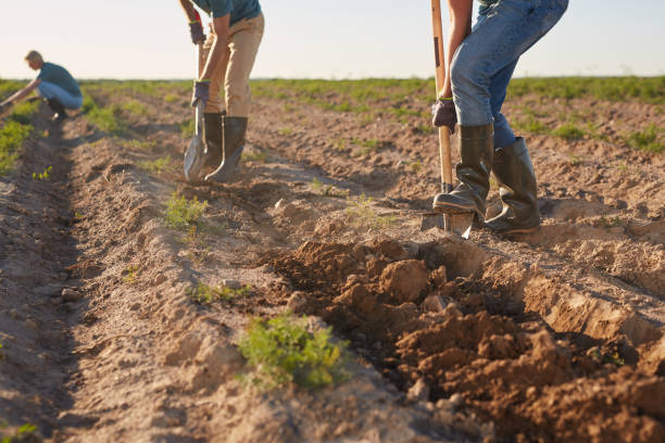 istock Male Workers at Plantation Close Up 1275852419