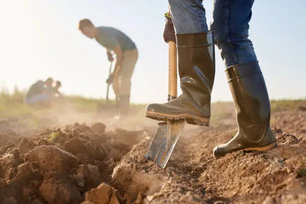 Side view closeup of unrecognizable workers digging soil with shovels and planting crops at vegetable plantation outdoors lit by sunlight, copy space