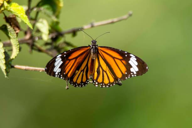 istock Lovely Colorful Butterfly on flower 1275853100
