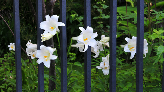 Beautiful Lillie's growing through a fence-Charleston, SC
