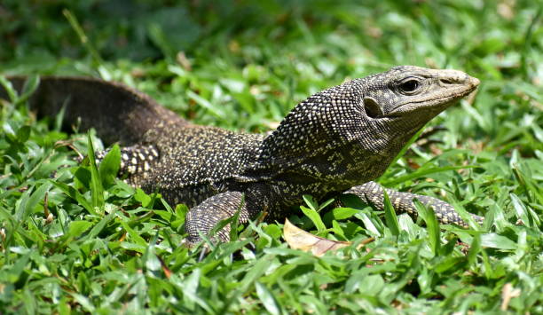 istock Large monitor lizard hunting in a park 1275855954
