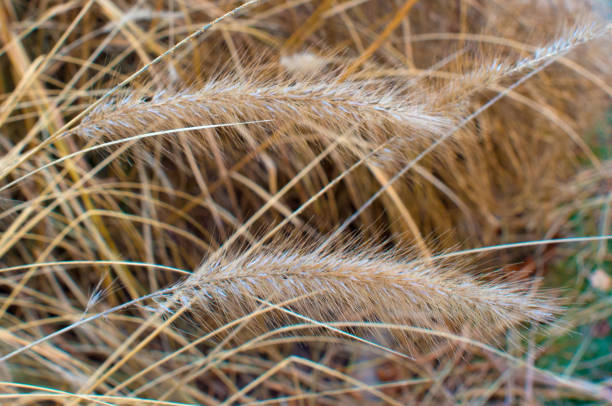 istock Wild Grain heads-Howard County Indiana 1275855970