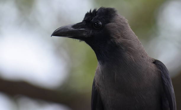 istock Close up of a crow perched in a tree 1275856029