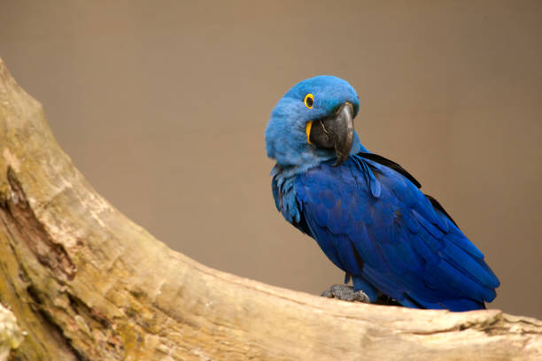 Anodorhynchus leari - Lears macaw Anodorhynchus leari - Lears macaw lears macaw stock pictures, royalty-free photos & images