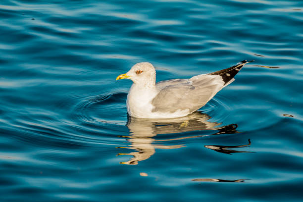 istock European herring gull, seagull 1275857277