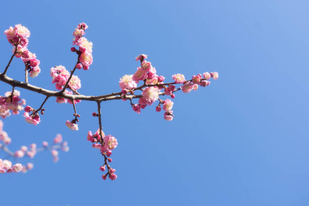 istock Peach blossom in the sky 1275857424