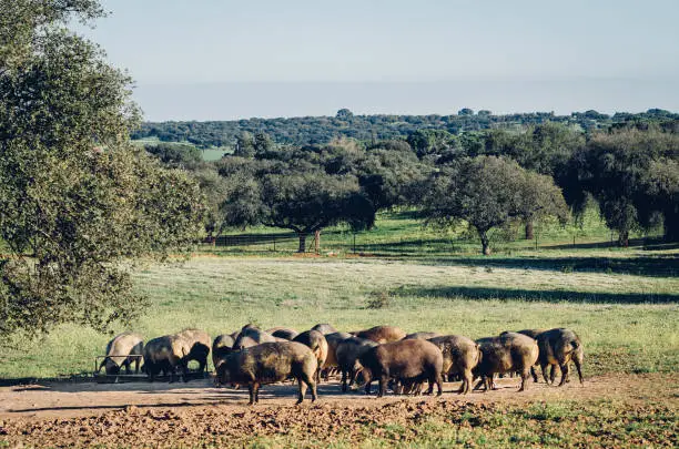 pigs in glassland at sunset, Extremadura, Spain