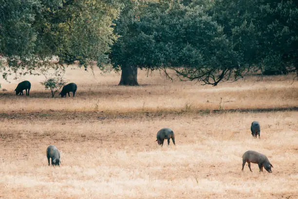 pigs on grassland in Extremadura, Spain.
