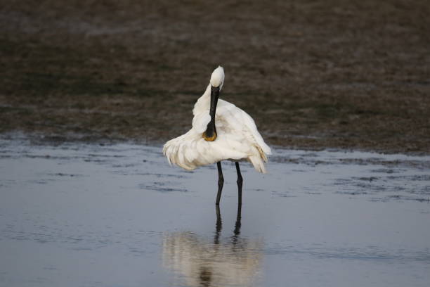 istock Spoonbill preening and fishing 1275858680